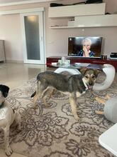 CAPPUCCINO, Hund, Mischlingshund in Rumänien - Bild 11