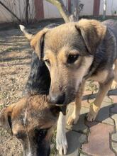CAPPUCCINO, Hund, Mischlingshund in Rumänien - Bild 14