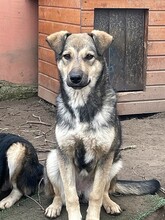 CAPPUCCINO, Hund, Mischlingshund in Rumänien - Bild 15