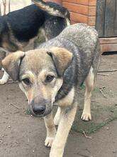 CAPPUCCINO, Hund, Mischlingshund in Rumänien - Bild 18