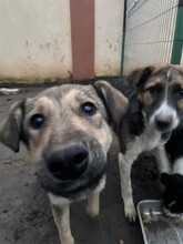 CAPPUCCINO, Hund, Mischlingshund in Rumänien - Bild 19