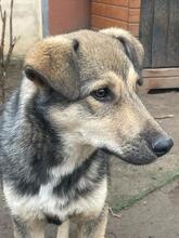 CAPPUCCINO, Hund, Mischlingshund in Rumänien - Bild 2