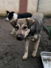 CAPPUCCINO, Hund, Mischlingshund in Rumänien - Bild 20