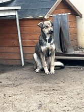 CAPPUCCINO, Hund, Mischlingshund in Rumänien - Bild 22