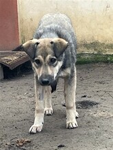 CAPPUCCINO, Hund, Mischlingshund in Rumänien - Bild 23
