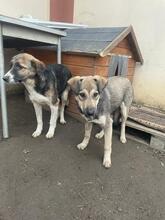 CAPPUCCINO, Hund, Mischlingshund in Rumänien - Bild 24