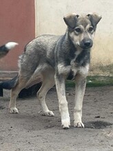 CAPPUCCINO, Hund, Mischlingshund in Rumänien - Bild 25