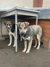 CAPPUCCINO, Hund, Mischlingshund in Rumänien - Bild 26