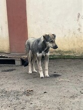 CAPPUCCINO, Hund, Mischlingshund in Rumänien - Bild 27