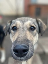 CAPPUCCINO, Hund, Mischlingshund in Rumänien - Bild 3