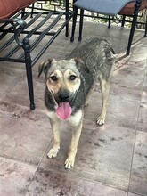 CAPPUCCINO, Hund, Mischlingshund in Rumänien - Bild 6