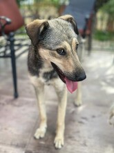 CAPPUCCINO, Hund, Mischlingshund in Rumänien - Bild 7