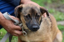 CHIA, Hund, Mischlingshund in Rumänien - Bild 1