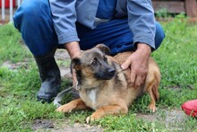 CHIA, Hund, Mischlingshund in Rumänien - Bild 2