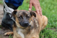 CHIA, Hund, Mischlingshund in Rumänien - Bild 3