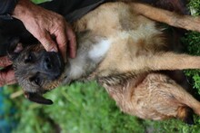 CHIA, Hund, Mischlingshund in Rumänien - Bild 4