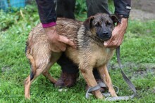 CHIA, Hund, Mischlingshund in Rumänien - Bild 5