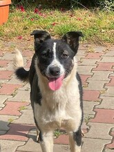 TINA, Hund, Mischlingshund in Rumänien - Bild 1