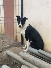 TINA, Hund, Mischlingshund in Rumänien - Bild 11