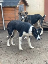TINA, Hund, Mischlingshund in Rumänien - Bild 12