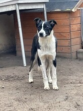 TINA, Hund, Mischlingshund in Rumänien - Bild 13