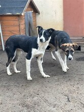 TINA, Hund, Mischlingshund in Rumänien - Bild 14