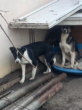 TINA, Hund, Mischlingshund in Rumänien - Bild 15
