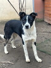 TINA, Hund, Mischlingshund in Rumänien - Bild 16