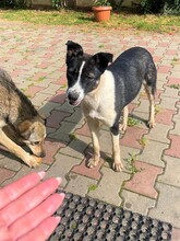 TINA, Hund, Mischlingshund in Rumänien - Bild 2