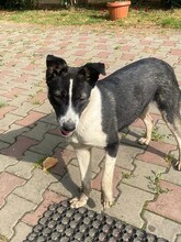 TINA, Hund, Mischlingshund in Rumänien - Bild 3