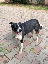 TINA, Hund, Mischlingshund in Rumänien - Bild 4