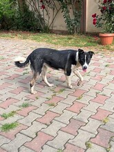 TINA, Hund, Mischlingshund in Rumänien - Bild 5