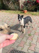 TINA, Hund, Mischlingshund in Rumänien - Bild 7