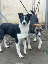 TINA, Hund, Mischlingshund in Rumänien - Bild 8