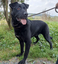 SIRIUS, Hund, Labrador-Mix in Slowakische Republik - Bild 13