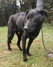 SIRIUS, Hund, Labrador-Mix in Slowakische Republik - Bild 16