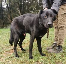 SIRIUS, Hund, Labrador-Mix in Slowakische Republik - Bild 17