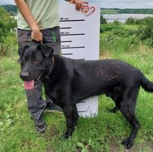 SIRIUS, Hund, Labrador-Mix in Slowakische Republik - Bild 4