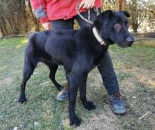 SIRIUS, Hund, Labrador-Mix in Slowakische Republik - Bild 5