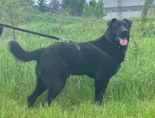 SIRIUS, Hund, Labrador-Mix in Slowakische Republik - Bild 8