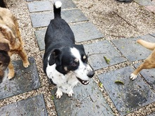 CAROLINA, Hund, Mischlingshund in Italien - Bild 4