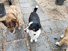 CAROLINA, Hund, Mischlingshund in Italien - Bild 5