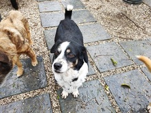 CAROLINA, Hund, Mischlingshund in Italien - Bild 6