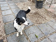 CAROLINA, Hund, Mischlingshund in Italien - Bild 7