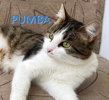 PUMBA, Katze, Europäisch Kurzhaar in Bulgarien - Bild 1