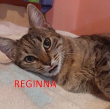 REGINNA, Katze, Europäisch Kurzhaar in Bulgarien - Bild 1