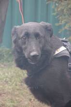 HOLLY, Hund, Mischlingshund in Russische Föderation - Bild 1