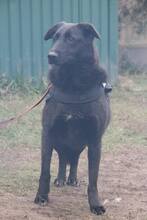 HOLLY, Hund, Mischlingshund in Russische Föderation - Bild 3