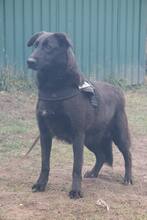 HOLLY, Hund, Mischlingshund in Russische Föderation - Bild 4