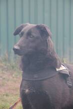 HOLLY, Hund, Mischlingshund in Russische Föderation - Bild 5